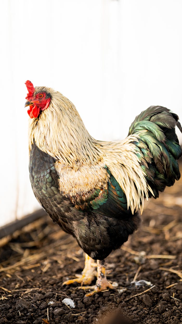 Vibrant rooster with colorful feathers standing on farm soil, ideal for agricultural themes.
