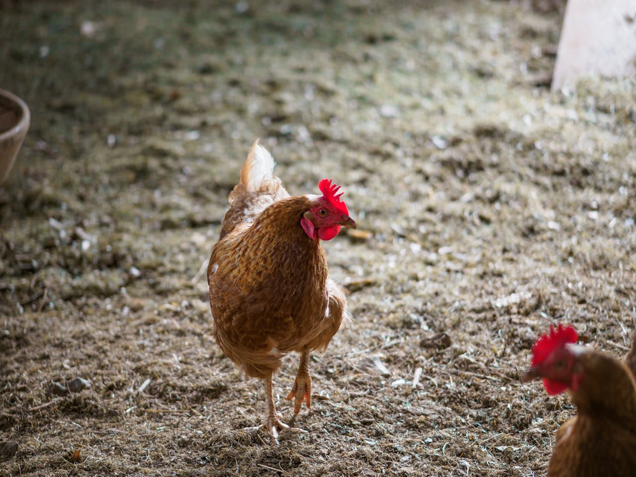 Close-up of a brown hen standing in a farmyard with hay, showcasing rural life.