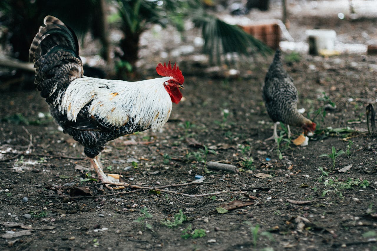 Side view of Iowa Blue with white and black plumage standing on ground in farm near tropical tree in daytime