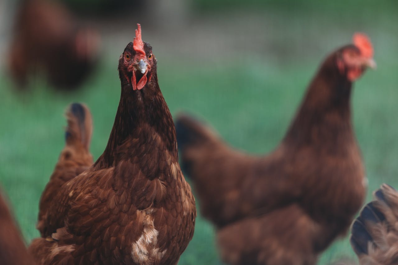 Portrait of Rhode Island Red chickens in a rural farm setting with green backdrop.